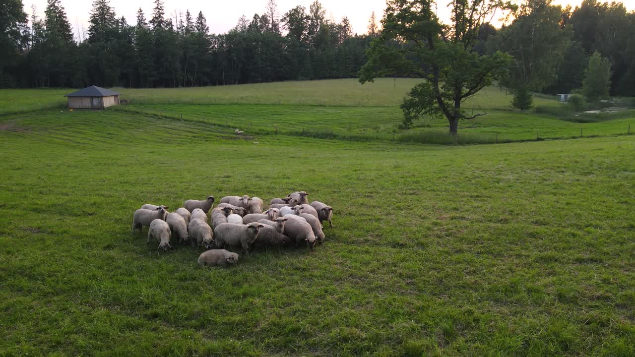 pequeño oído de ovejas pastando en un campo verde durante una puesta de sol en europa del este