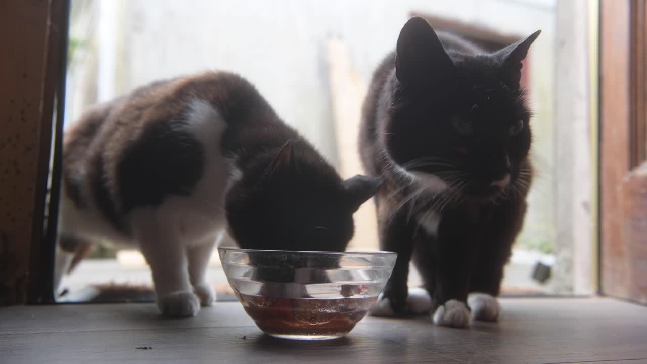 두 마리의 검은색과  ⁇ 색 혼합 품종 고양이가 좋은 사르딘의 그 ⁇ 을 나누고 있습니다.