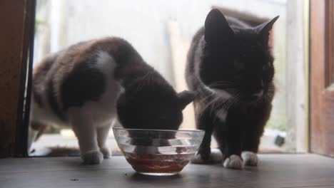 Two-black-and-white-mixed-breed-cats-sharing-a-bowl-of-nice-sardines