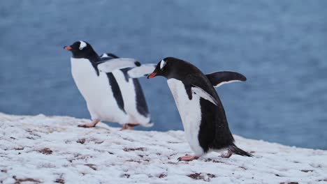 slow motion penguins walking on snow in antarctica, gentoo penguins on snowy winter land on mainland on wildlife and animals antarctic peninsula tour with white snowy scene