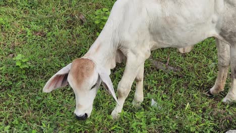 ternero blanco pastando en un campo
