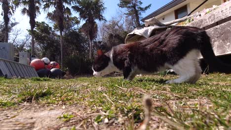 curious black and white cat sniffing ground, looking around