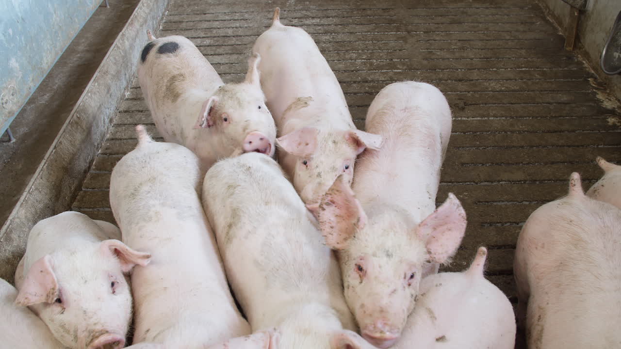 돼지가 많은 양돈장