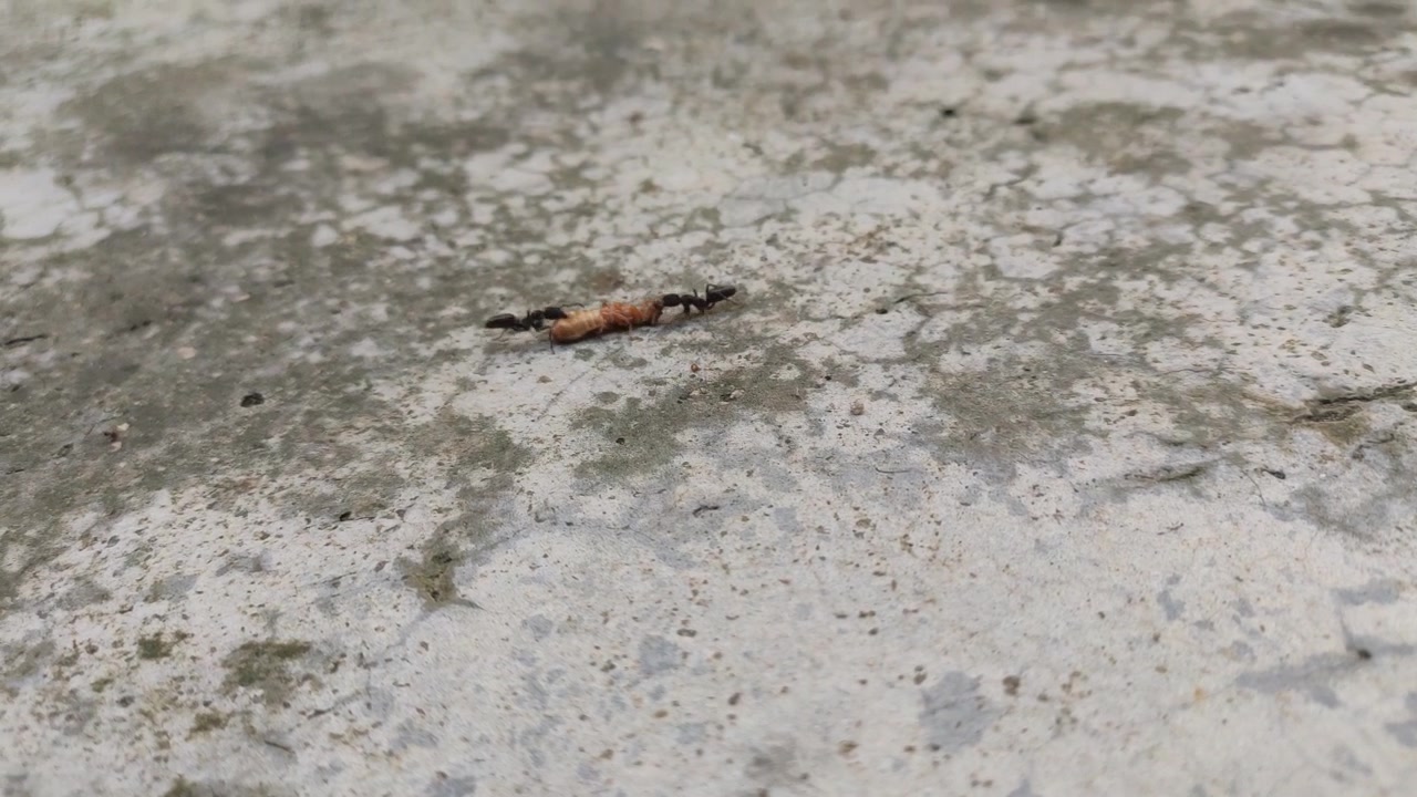A group of black ants are fighting for insects dead bodies that will be used as food.