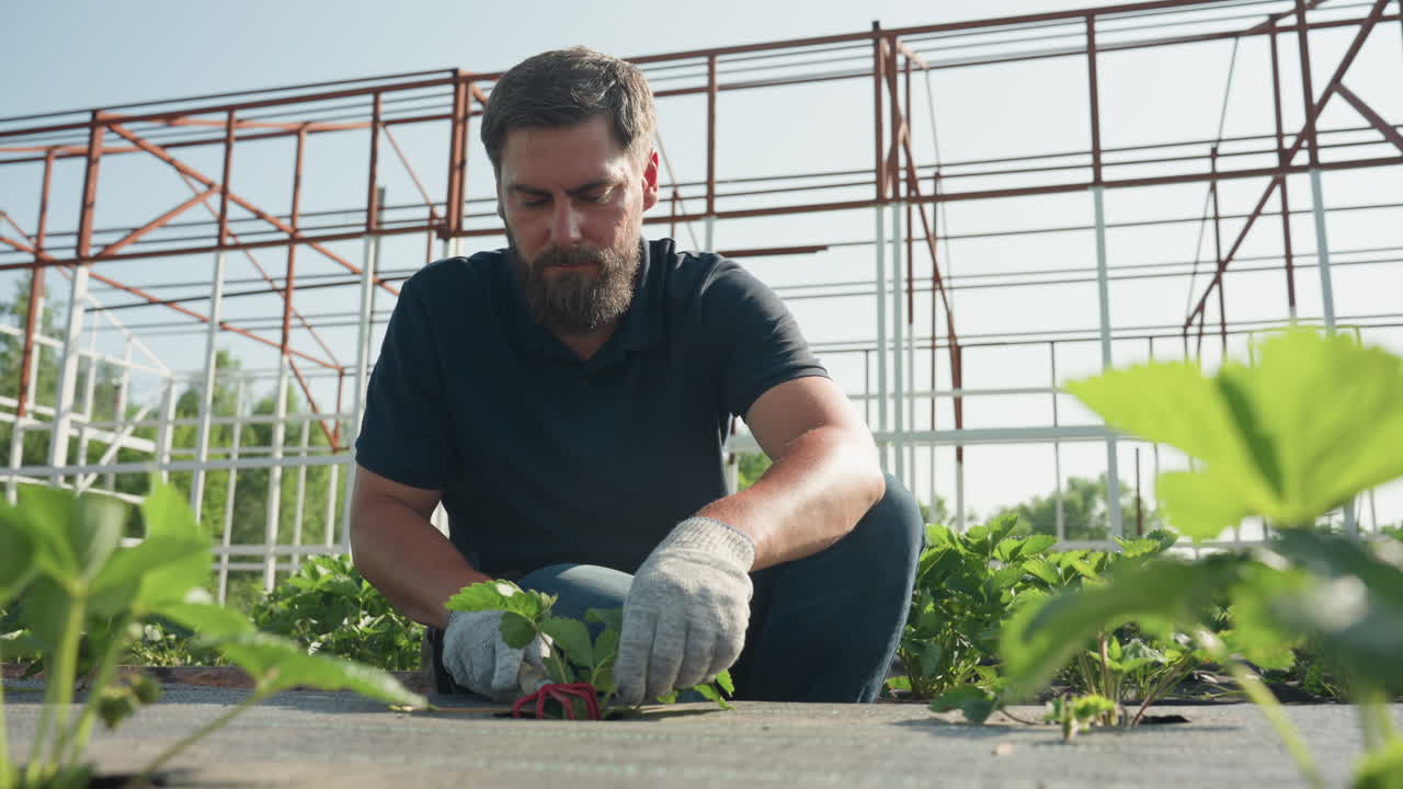 Young male farmer in gloves tending strawberry plants under greenhouse frame, crouching in sunshine, using hand cultivator for weed control, careful field maintenance