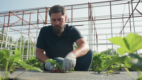 young male farmer in gloves tending strawberry plants under greenhouse frame, crouching in sunshine, using hand cultivator for weed control, careful field maintenance