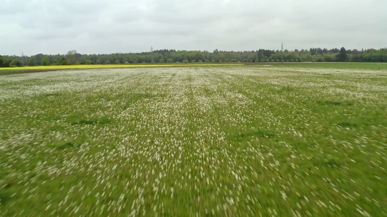 Aerial View of a Field of Dandelions and Rapeseed