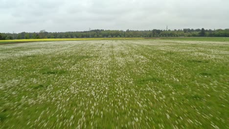 aerial view of a field of dandelions and rapeseed
