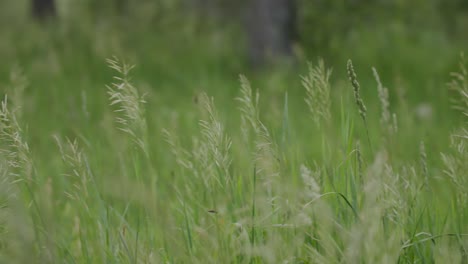 Colorado-Knaulgrasarten,-Einheimisches-Mehrjähriges-Gras,-Kaltsaisongras-Am-Westhang-Colorados