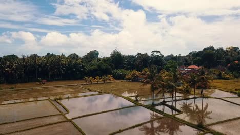 Bali,-Ubud-Primavera-2020-En-1080,-60p,-Durante-El-Día:-Vuelo-Lento-De-Drones-Inversos-Sobre-Los-Campos-De-Arroz-De-Ubud-En-Bali-En-Indonesia