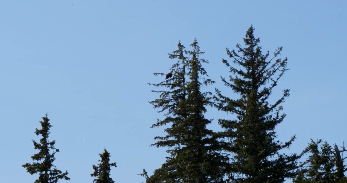 Bald Eagle sitting on a pine tree, Juneau, Alaska.