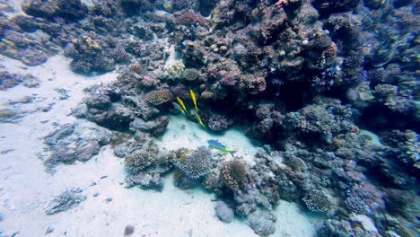 Unterwasser-Schwarm-Blauer-Und-Goldgelber-Fische,-Die-In-Ägypten-Dahab-Schwimmen,-Korallenriff,-Meeresboden,-Zeitlupenaufnahme