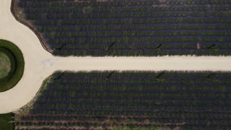 Top-view-of-lavender-field