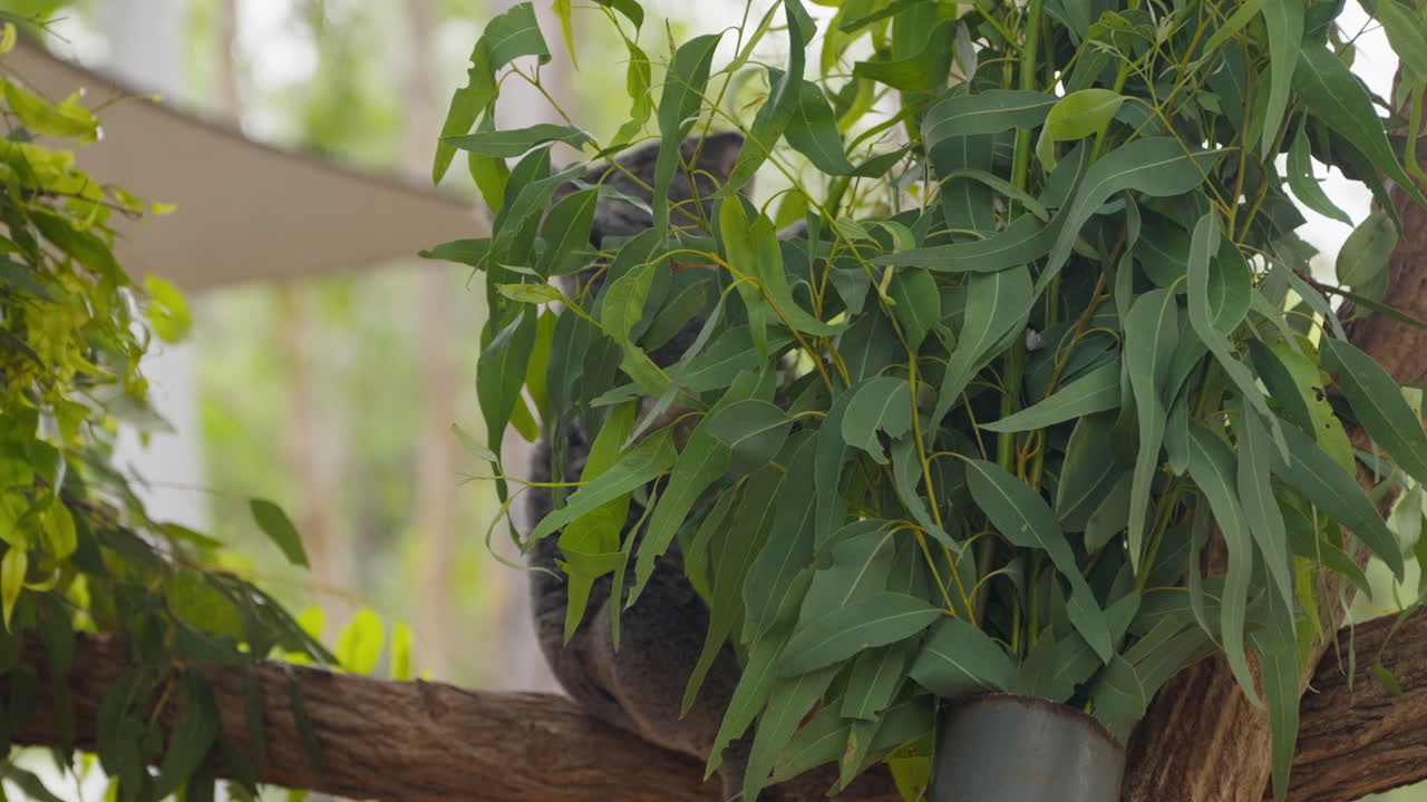 A Koala in a sanctuary sitting on a tree branch eating gum leaves and reaching up to grab the ones at the top