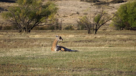 Guanaco-resting-in-the-grass-in-Patagonia-National-Park,-Chile-1