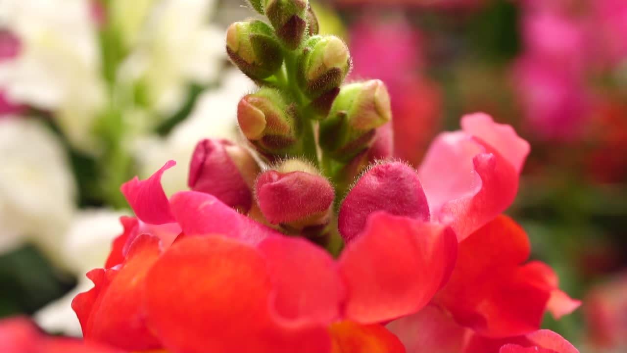 슬로우 모션의 꽃