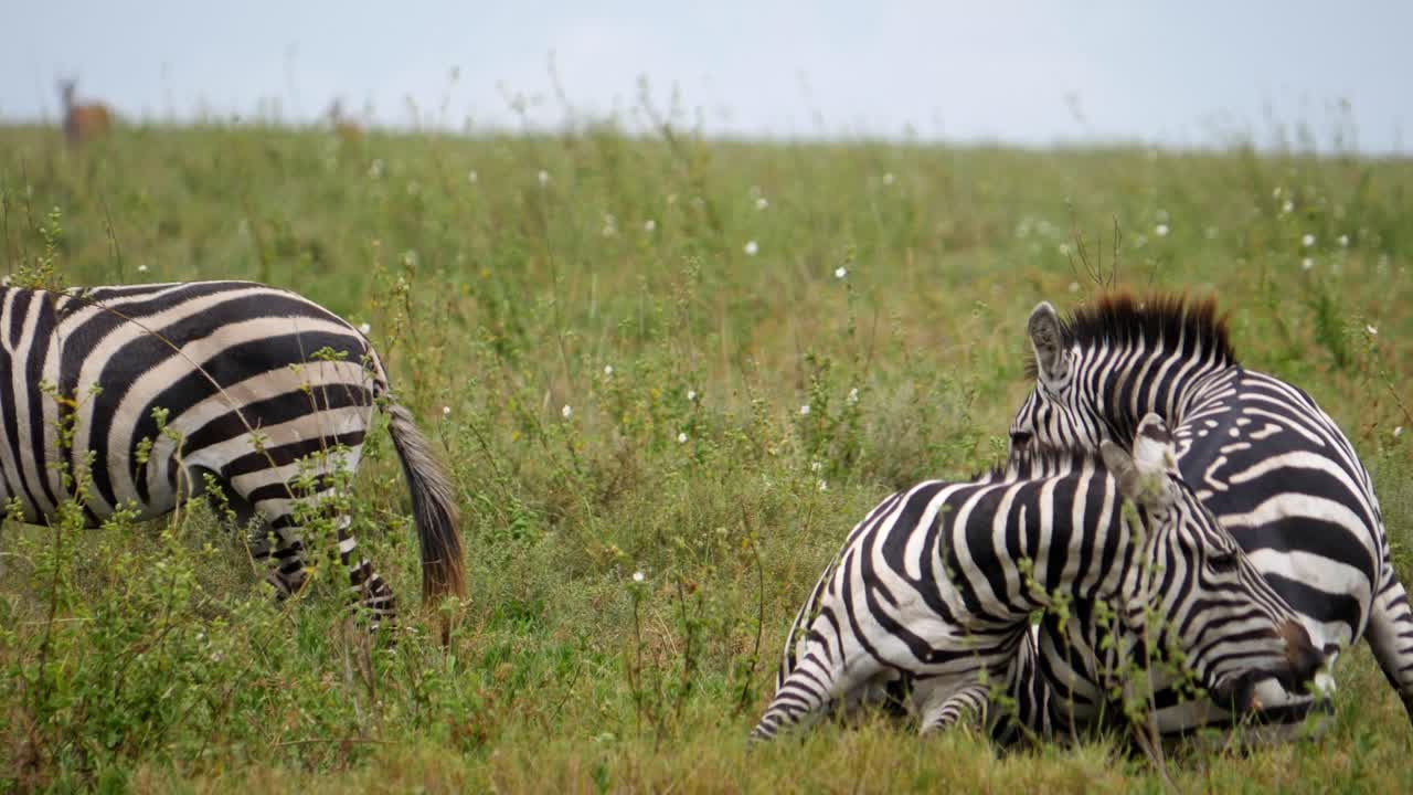 Zebre al pascolo in Tanzania durante un safari, che mostrano la bellezza della natura.
