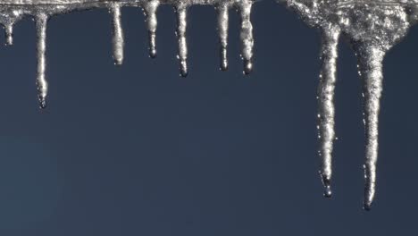 beautiful dripping icicles on a warm bright sunny day