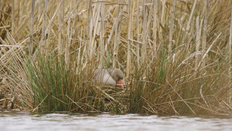 Greylag-goose-sleeping-in-dry-reeds-on-shore-of-flowing-river