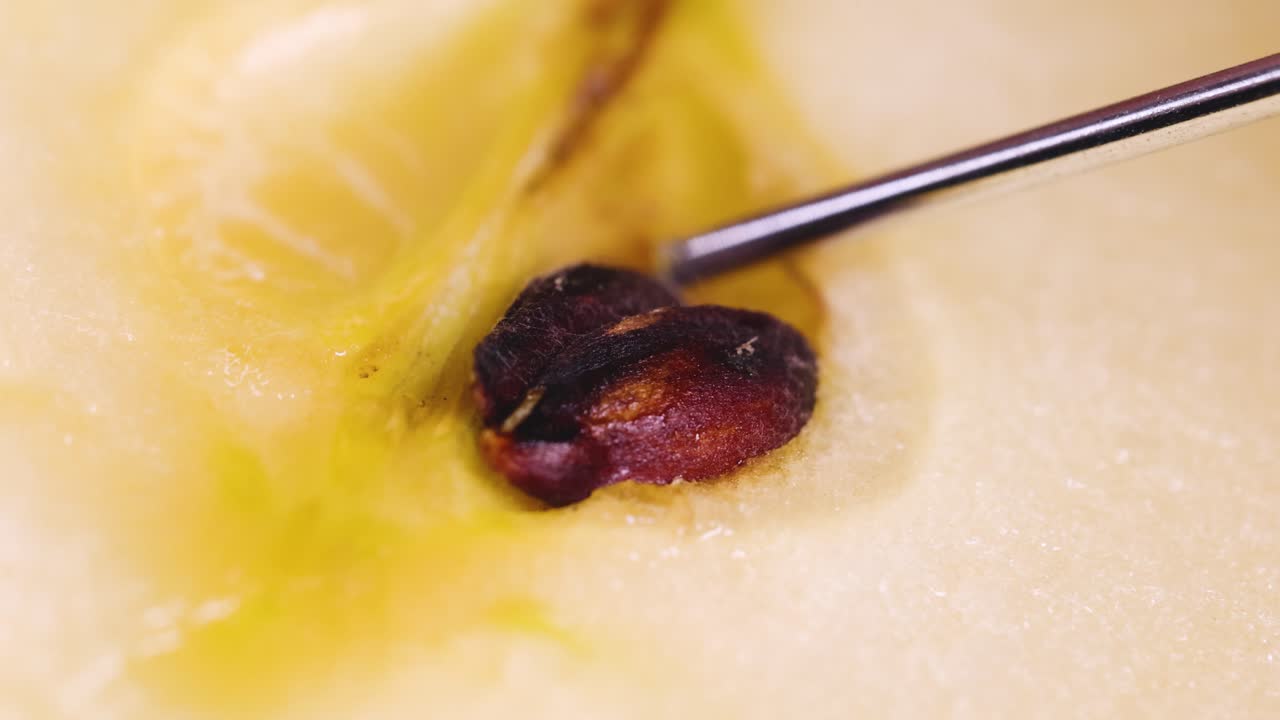 Extreme close-up of a tool carefully dislodging apple seeds, highlighting intricate details and textures under bright lighting