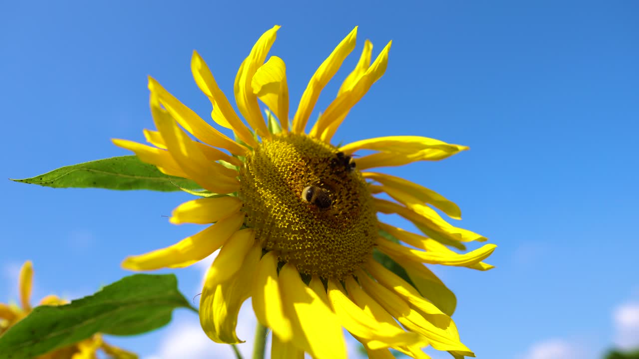 Bumble bee flies onto a sunflower. Close up of honey bees, pollinating yellow sunflowers in the field. Beautifully blooming sunflower flower in organic farming farm