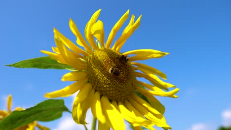 bumble bee flies onto a sunflower. close up of honey bees, pollinating yellow sunflowers in the field. beautifully blooming sunflower flower in organic farming farm