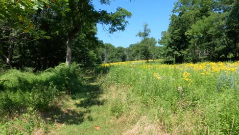 caminando por un sendero de hierba con un bosque a la izquierda y un campo de flores silvestres a la derecha contra un cielo azul