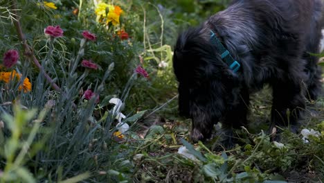 lindo cachorro spaniel intenta comer plantas en cámara lenta en un colorido jardín de flores, enfoque suave fijo