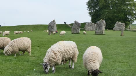 sheep grazing at avebury stone circle, neolithic monument england