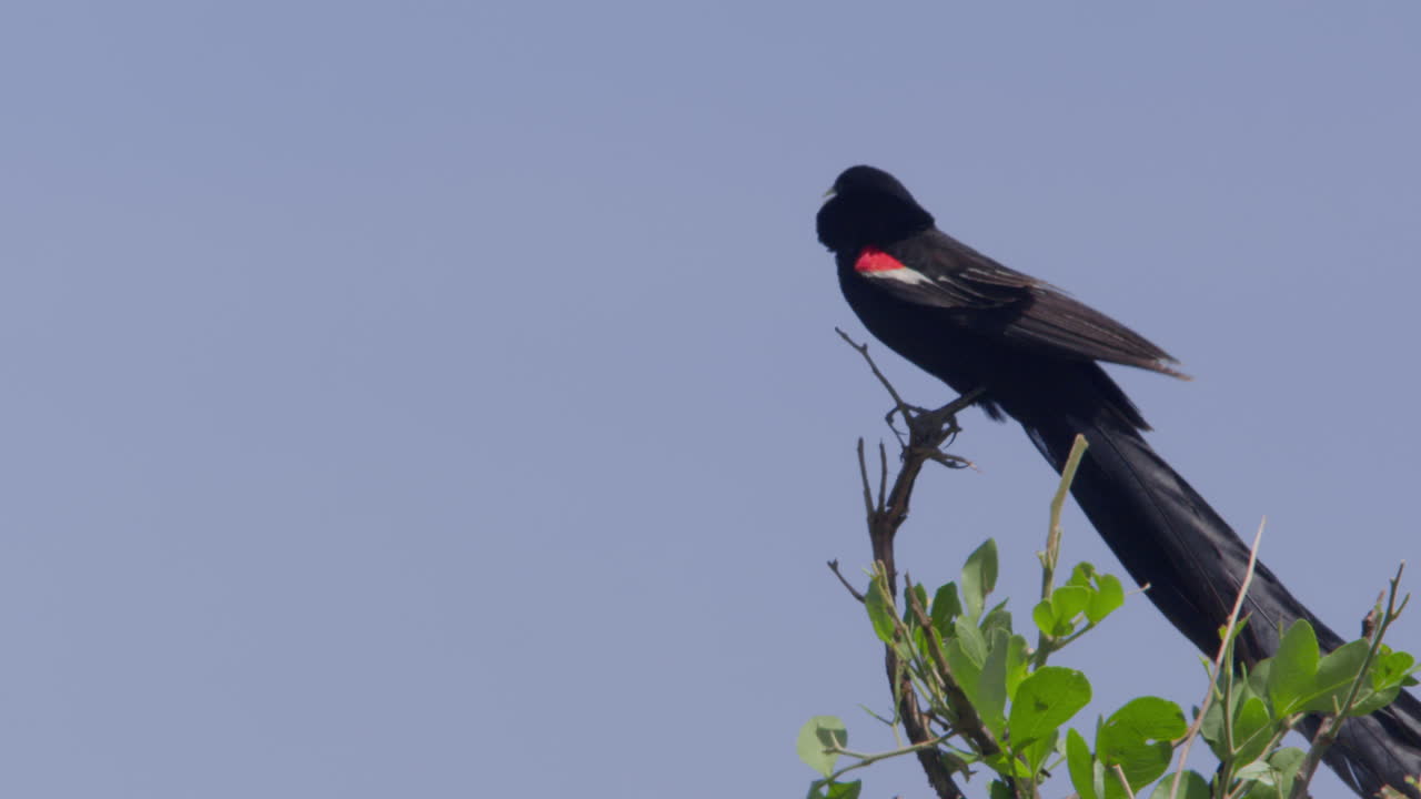 Viuda colilarga posada en una rama contra un cielo azul.
