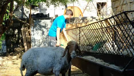 Young-man-giving-grass-sheep