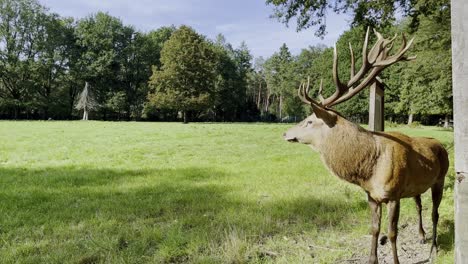 Imposing-male-deer-with-large-antlers-runs-on-a-path-in-good-weather-and-in-the-forest-in-the-Hitnergrund-taken-in-a-forest-in-Germany