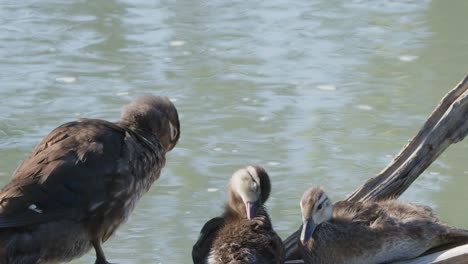 Wood-Duck-hen-with-fluffy-ducklings-groom-feathers-on-wetland-log