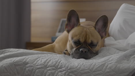 cute french bulldog sleeping in modern bed