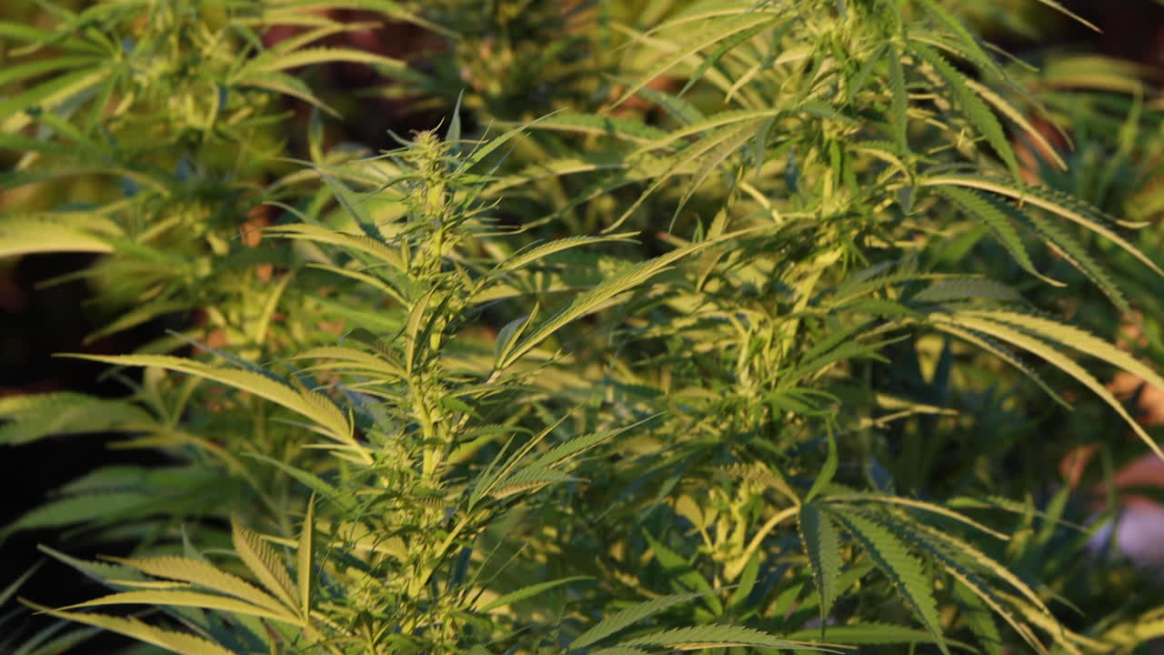 야외 과수원에서 dagga 농업