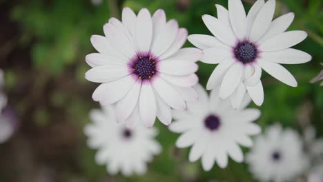 Die-Chrysantheme-Weiß-Lila-Drei-Lila