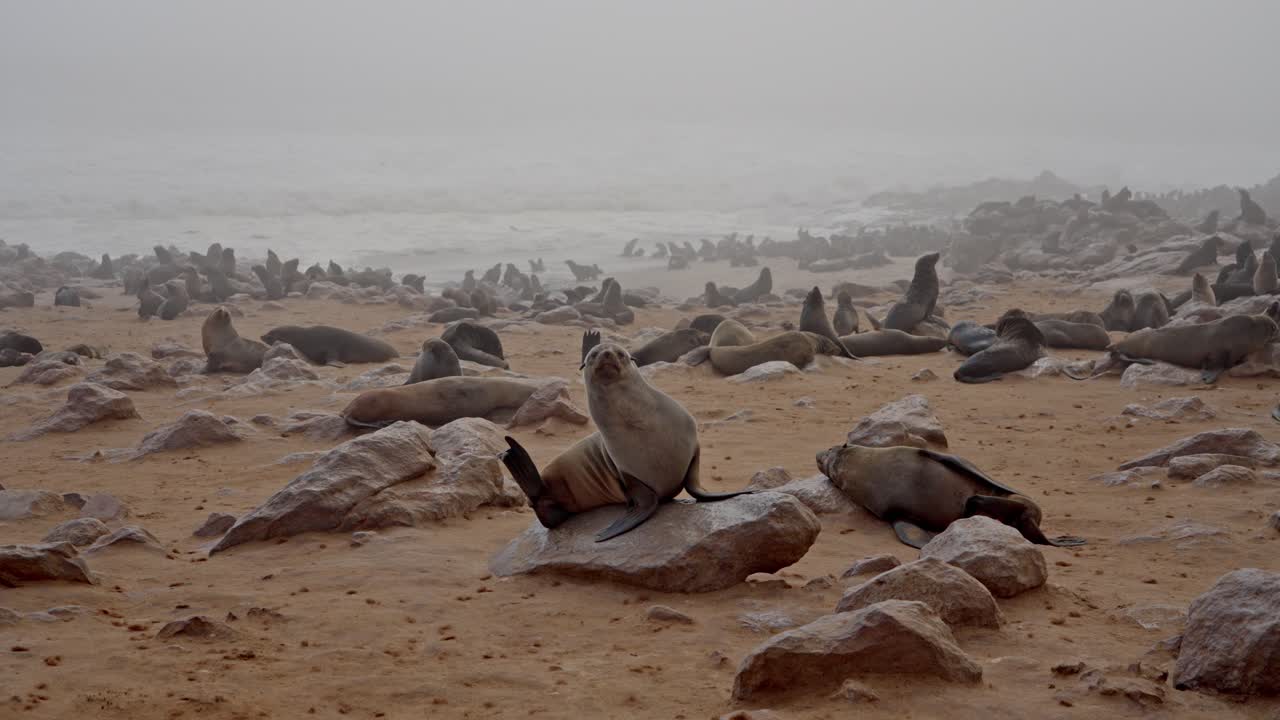 A colony of Cape fur seal (Arctocephalus pusillus), at Walvis Bay Namibia, some resting on the shore and others swimming and diving in the sea.