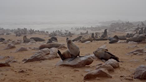 a colony of cape fur seal (arctocephalus pusillus), at walvis bay namibia, some resting on the shore and others swimming and diving in the sea.