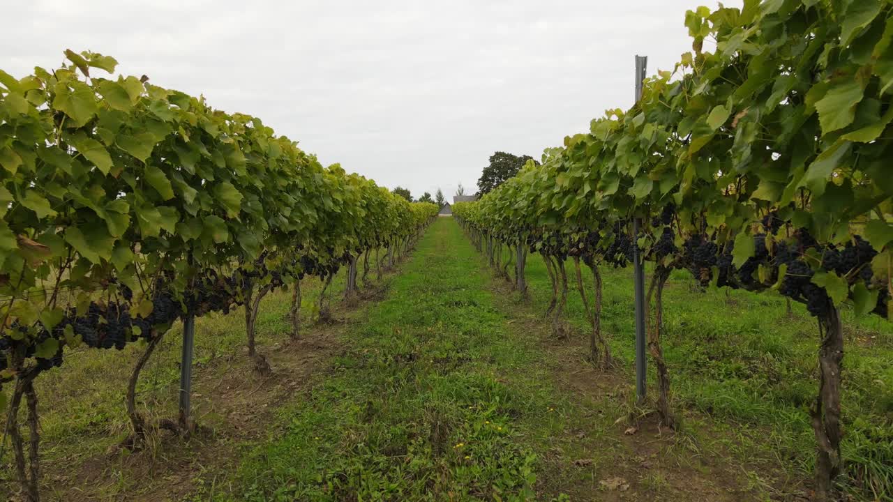 Grape meadows with berries