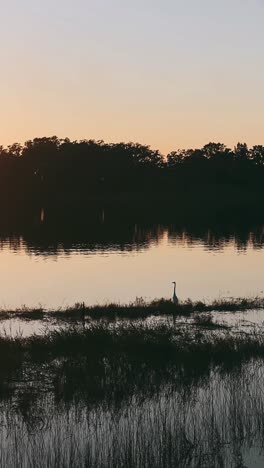 sunset heron on the lake