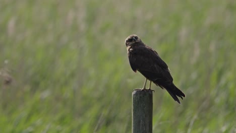 black kite perched on a post