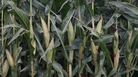 close-up of crop of fruiting sweetcorn in autumn