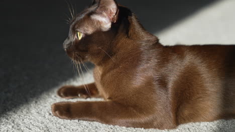 brown burmese cat. large brown male cat in relaxed and exposed pose.