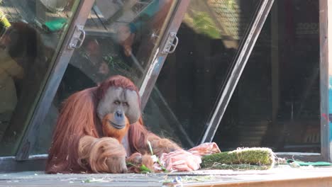 orangután disfrutando de una comida detrás de un recinto de vidrio