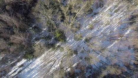 bosque mixto en invierno toma aérea