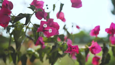 Lebhafte-Bougainvillea-Blüten-Blühen-Im-Wind