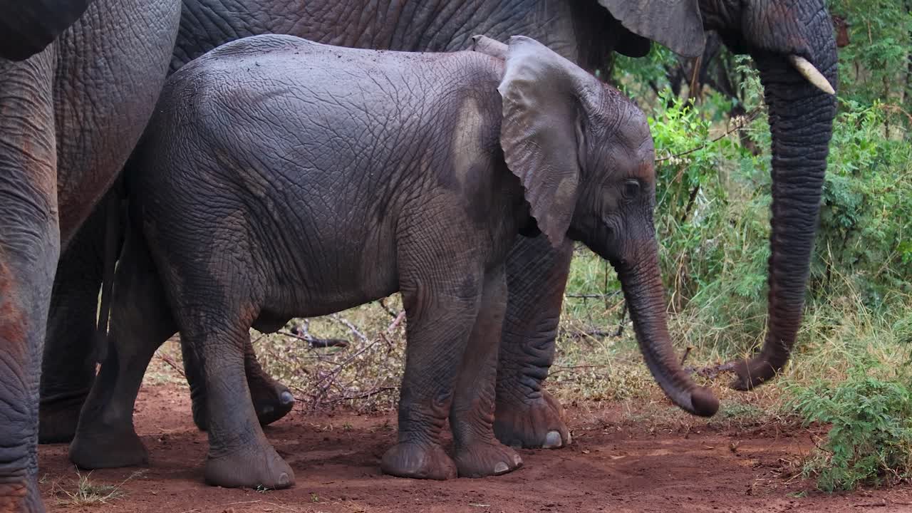 Cute Baby African Elephant dusting itself with sand between the rest of the Elephant Herd in the rain