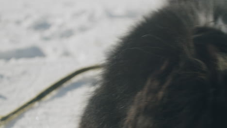 Close-up-shot-of-cute-dog-with-snow-on-his-nose-looking-to-the-left-side-of-the-frame