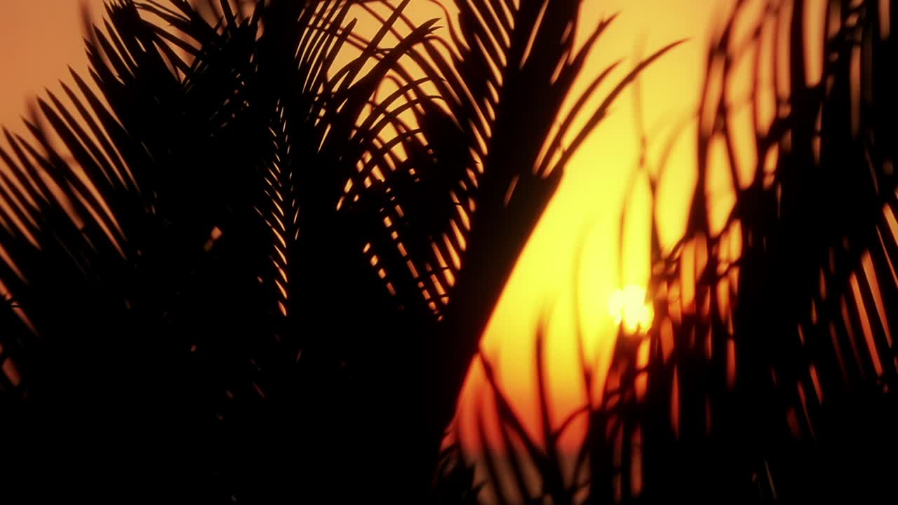 Tropical Sunset Through Palm Leaves