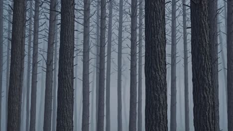 dense fog gradually enveloping mysterious pine forest, transforming landscape into serene yet haunting environment with mist softening tree silhouettes and creating ethereal woodland atmosphere